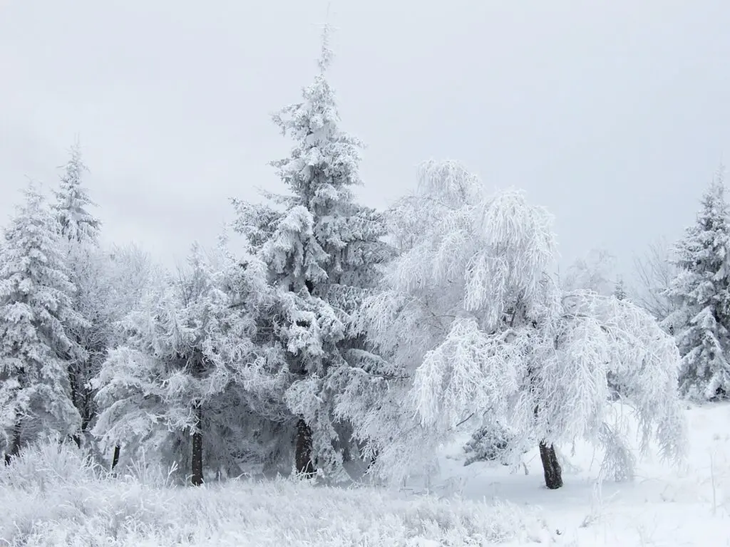 snow-41.jpeg