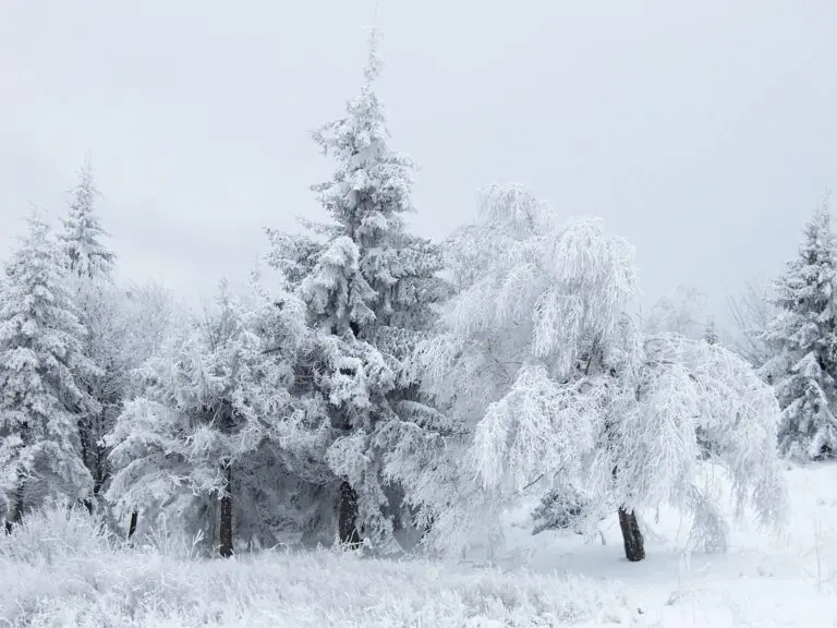 snow-41.jpeg
