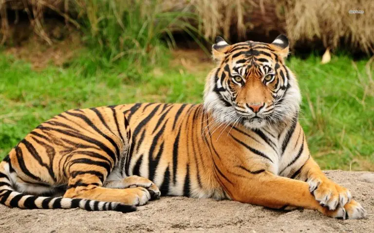 tiger-93.jpeg