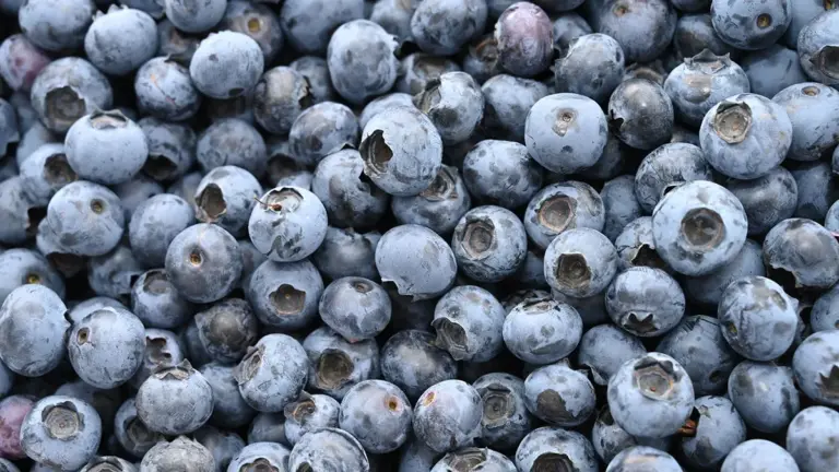frozen blueberries recalled — CA news