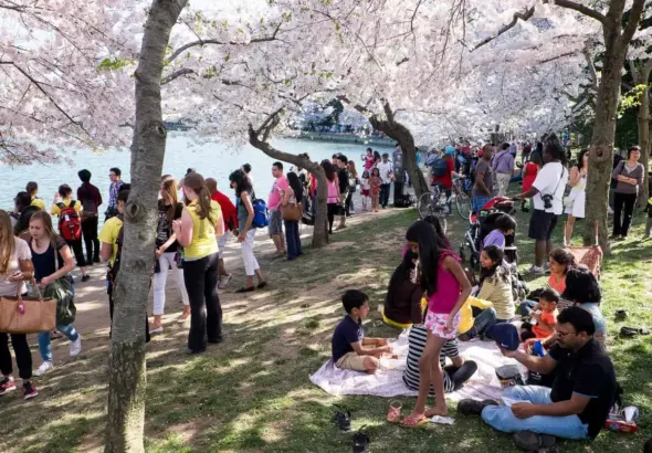 cherry blossom festival — CA news