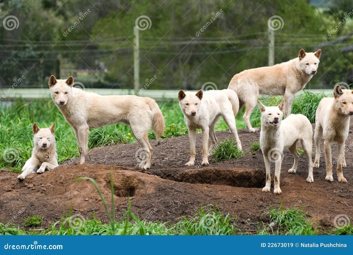 dingos — CA news