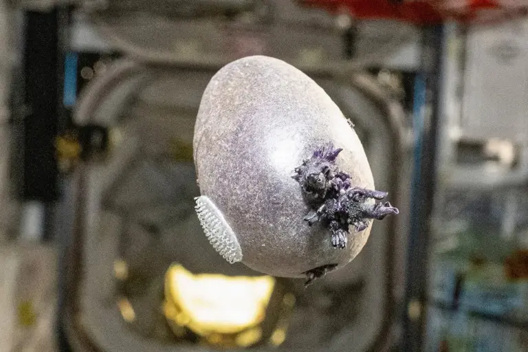 don pettit iss space potato — CA news