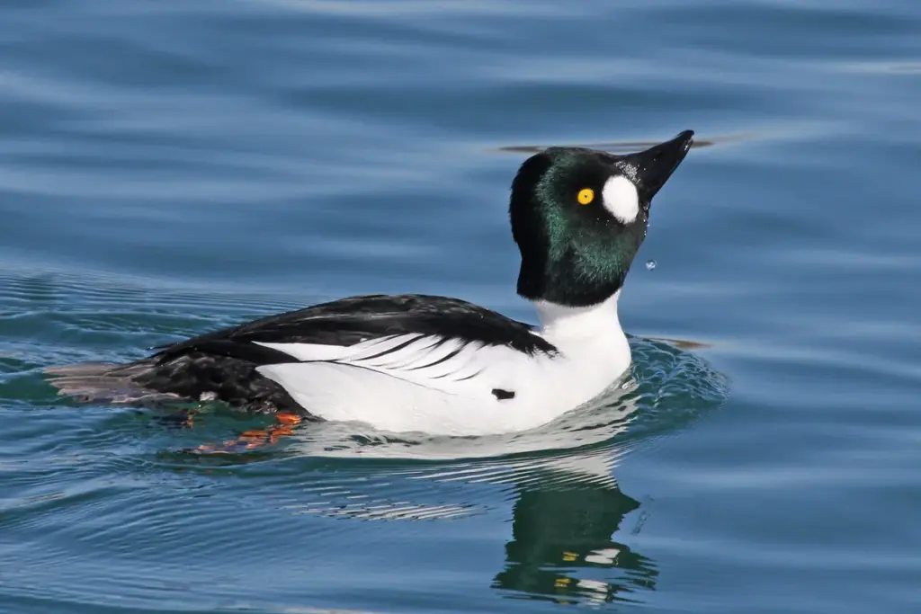 goldeneyes — CA news