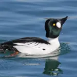 goldeneyes — CA news