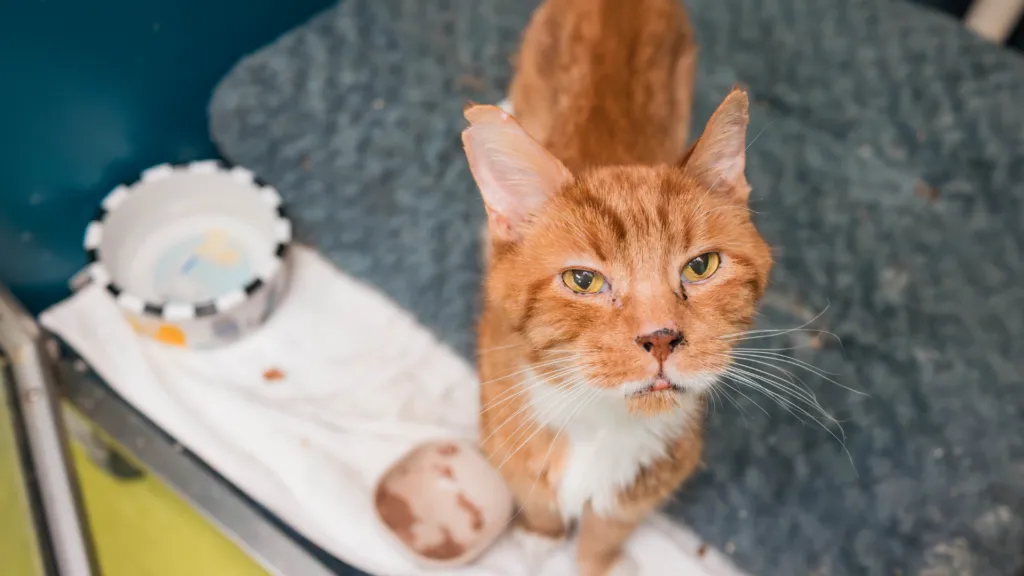 interdiction animaux logement — CA news