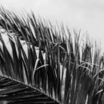 may martin — CA news