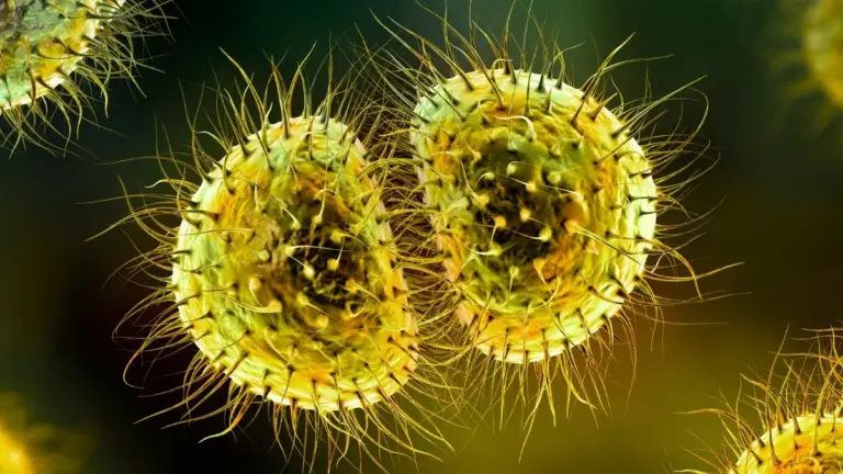 meningococcal meningitis outbreak — CA news