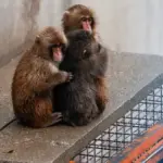 punch the monkey — CA news