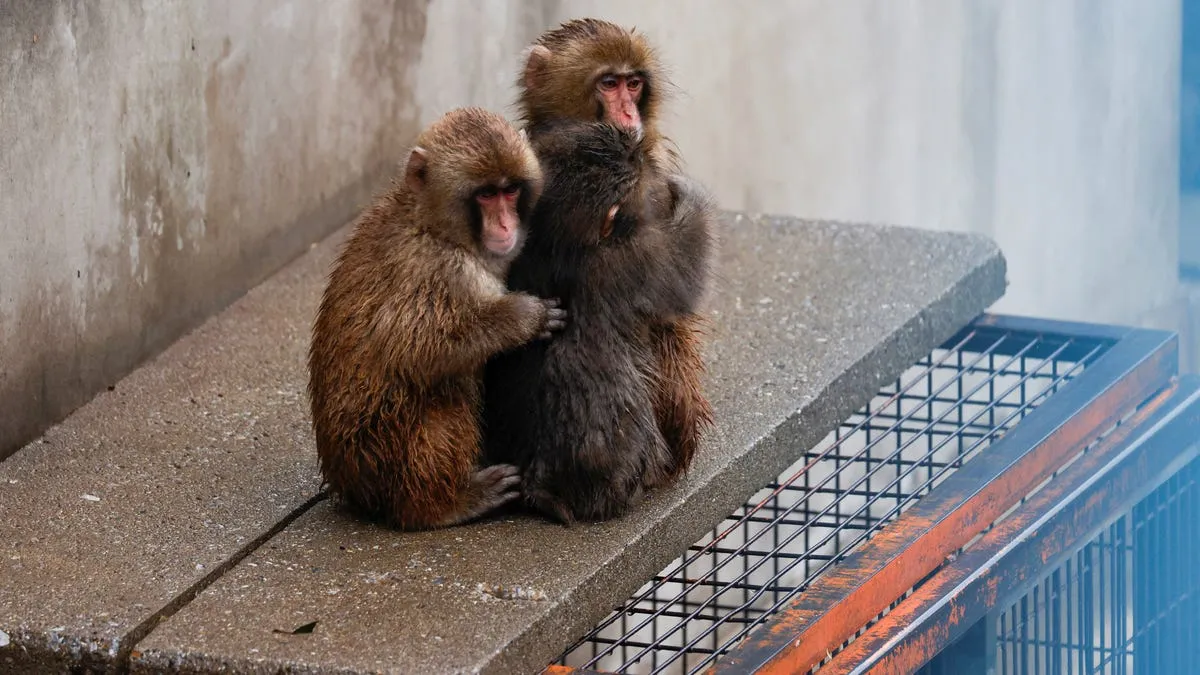 punch the monkey — CA news