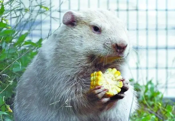 wiarton willie — CA news