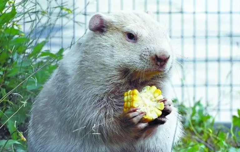 wiarton willie — CA news