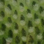 willow cricket — CA news