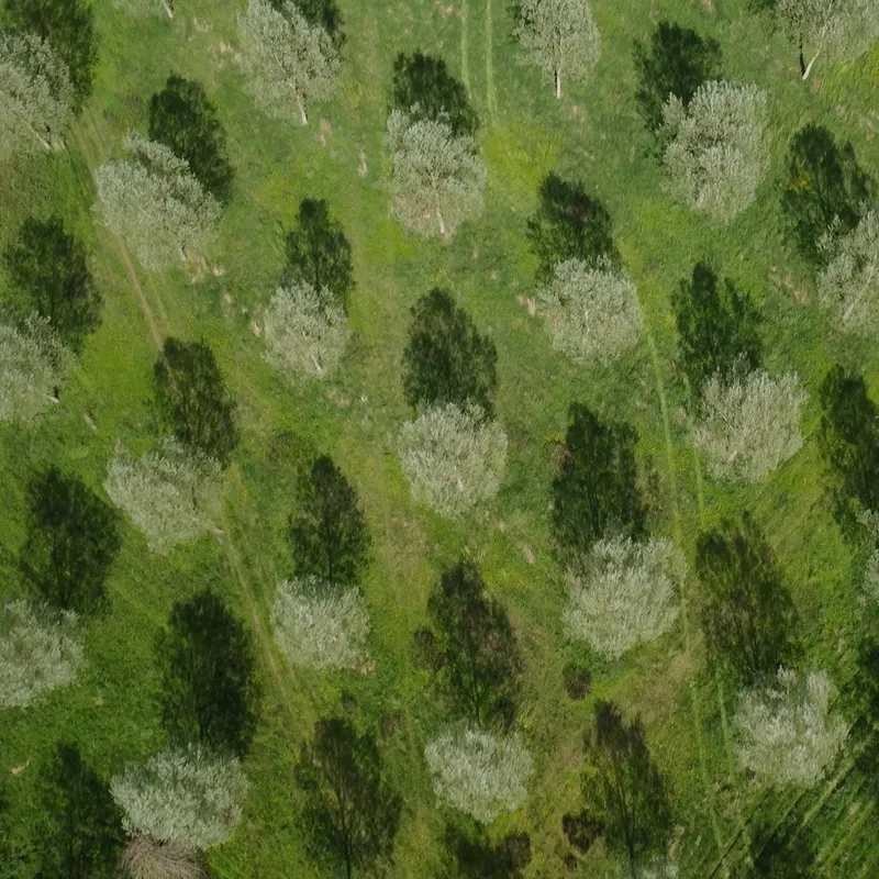 willow cricket — CA news