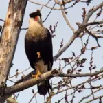 oiseau rare québec — CA news