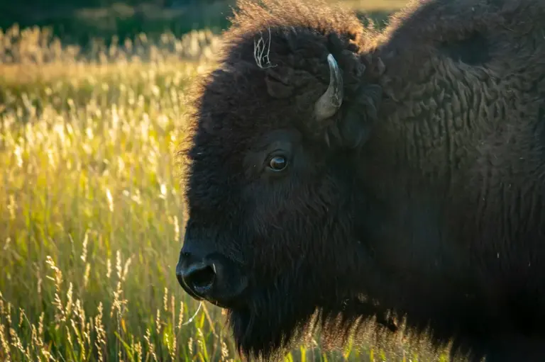 sabres vs senators — CA news