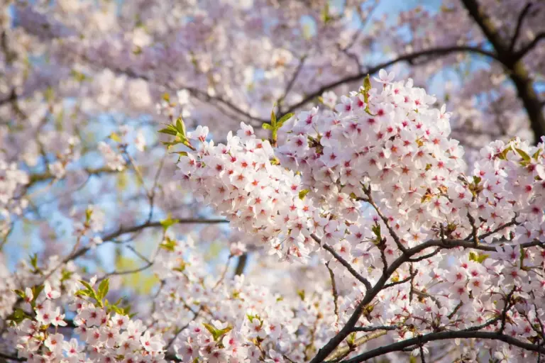 cherry blossom toronto — CA news
