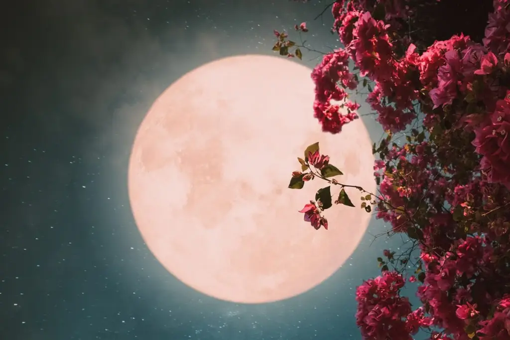 flower moon full moon — CA news