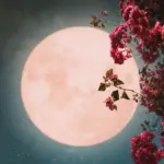 flower moon full moon — CA news