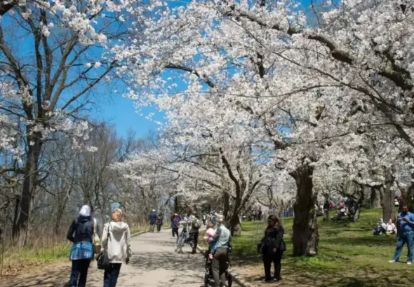 high park — CA news