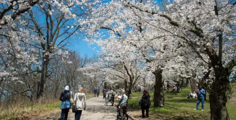 high park — CA news
