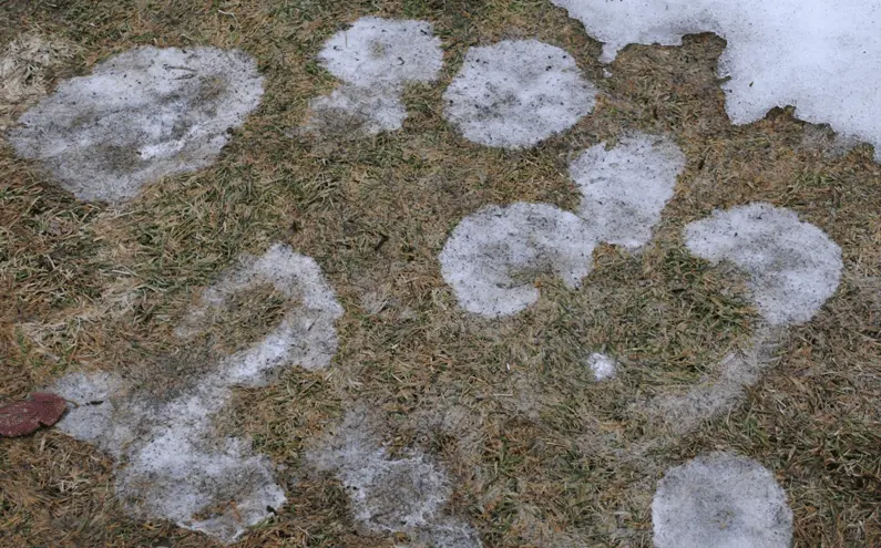 Snow mold allergy guide for Canadian spring symptoms and prevention image 2