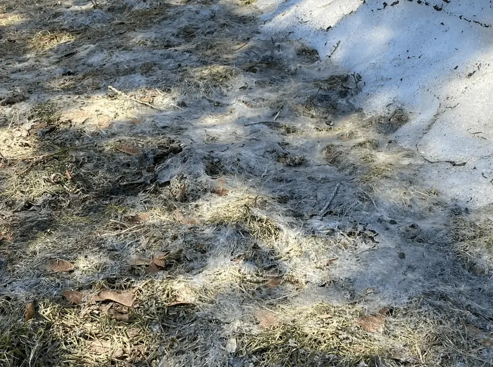 Snow mold allergy guide for Canadian spring symptoms and prevention image 1