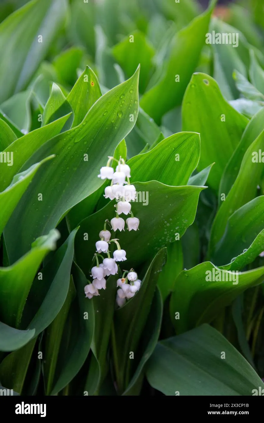 muguet — CA news