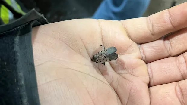 spotted lanternfly ontario sighting — CA news