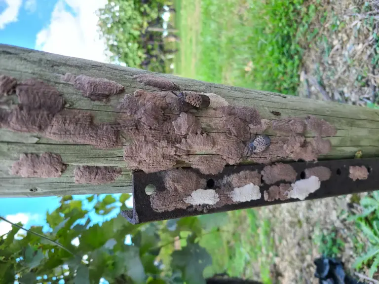 spotted lanternfly ontario — CA news