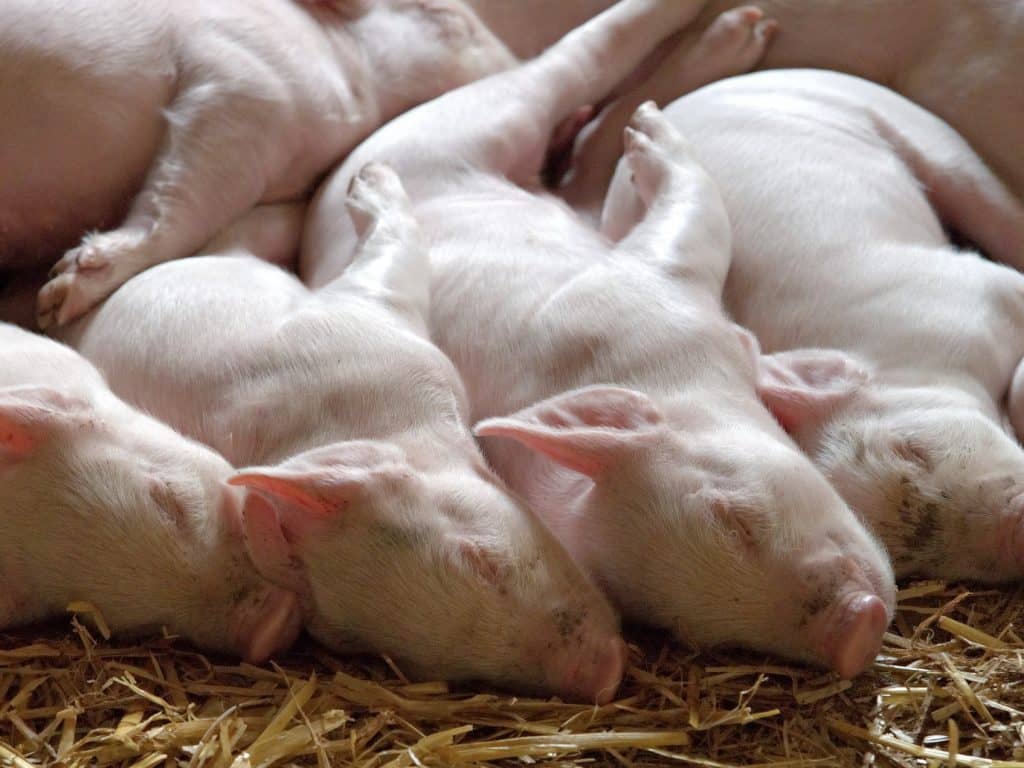 Une consultation publique pour un élevage porcin à Fassett