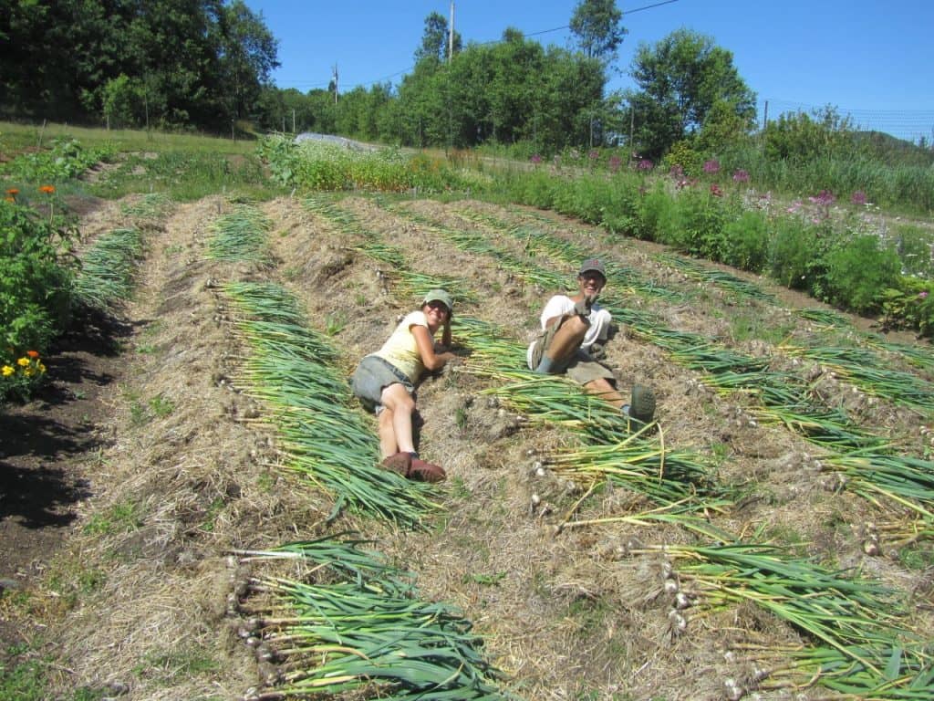 Ferme de l’Aube, de la semence à la semence