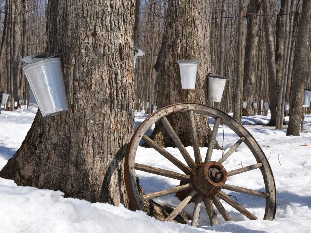 Une cabane à sucre sur trois n’ouvrira pas