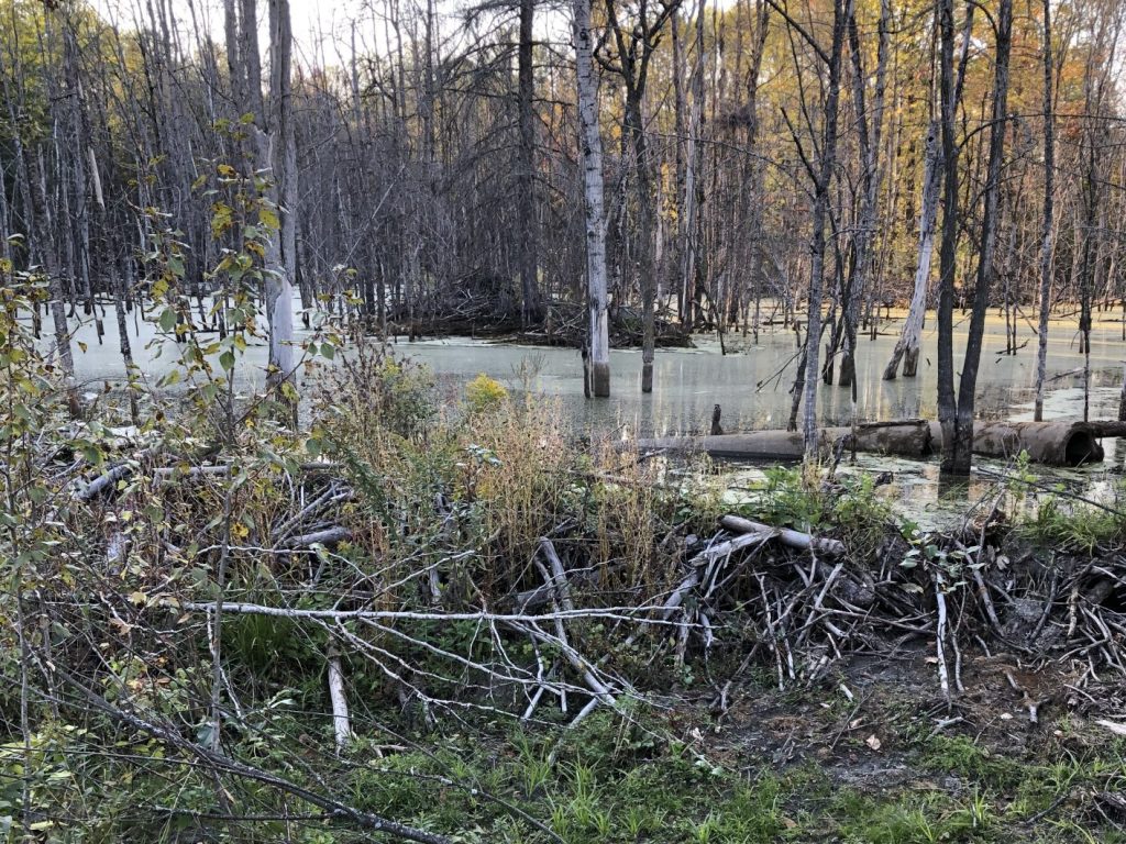 Canards Illimités effectue des travaux sur le terrain en Outaouais