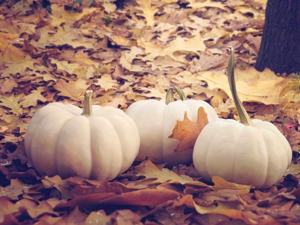 Qui dit automne dit Bal des Citrouilles de Ripon 