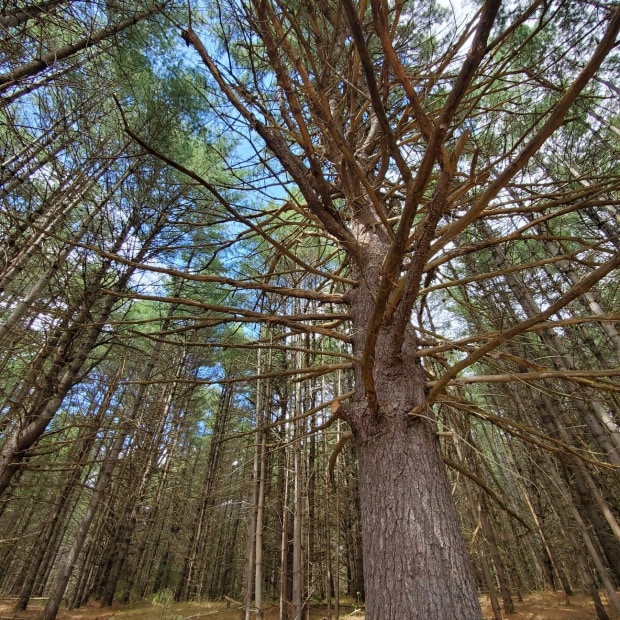 Sentier du Lièvre - Val-des-Bois