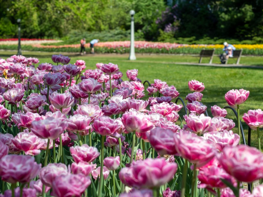 Champ de tulipes et en arrière plan un espaces verts avec des gens admirant les tulipes