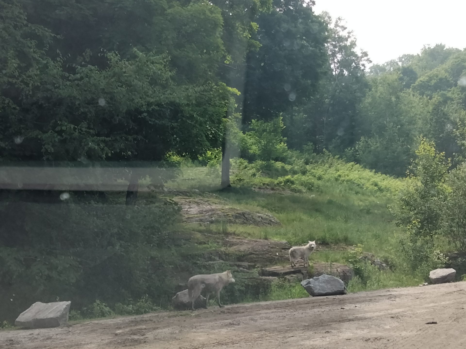 Un nouveau parcours unique au Canada pour observer les loups