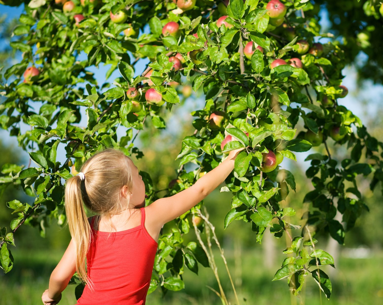 Dans les Landes, l'aventure au quotidien des cueilleurs de pommes