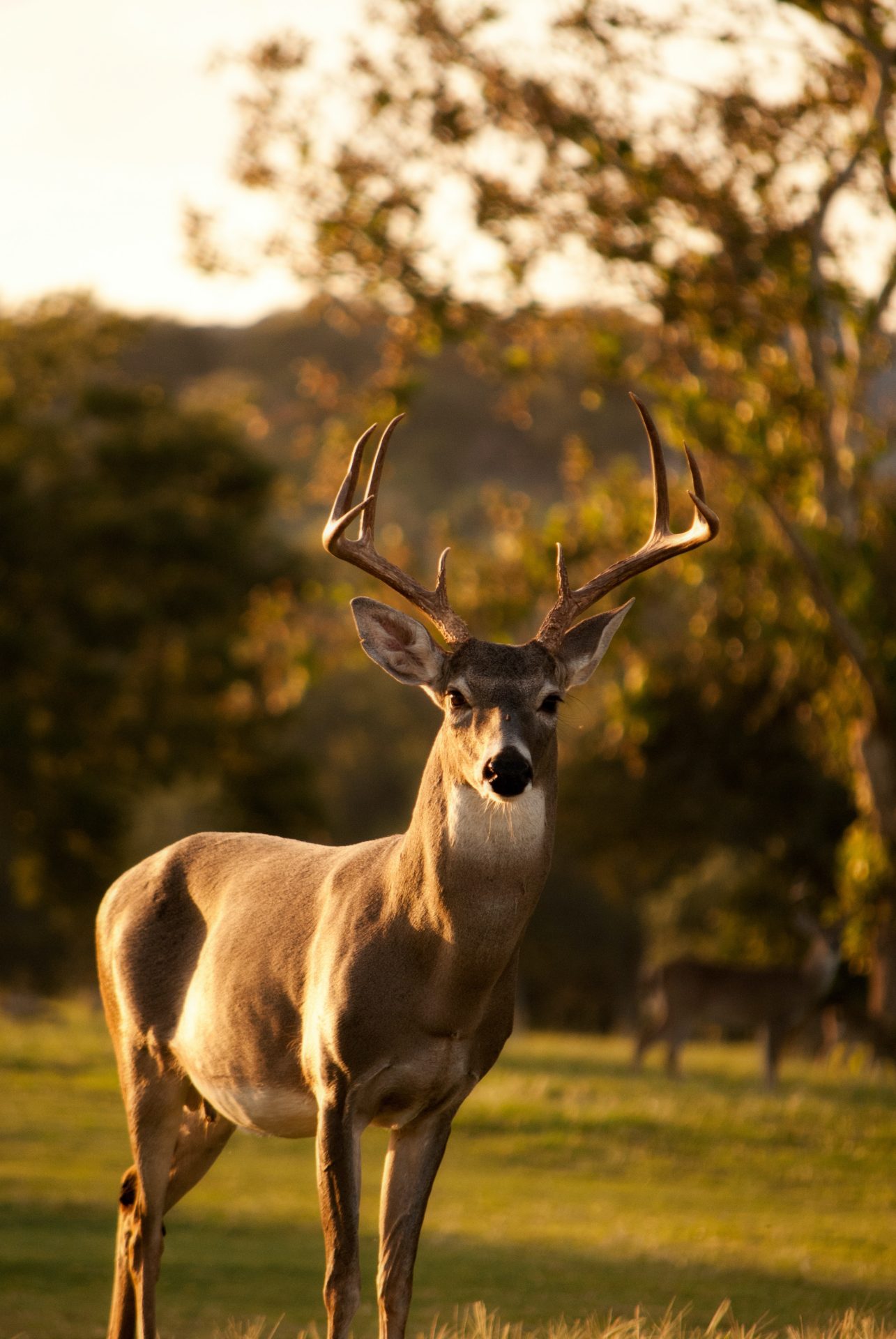 Measures are in place to prevent chronic wasting diseases in deer