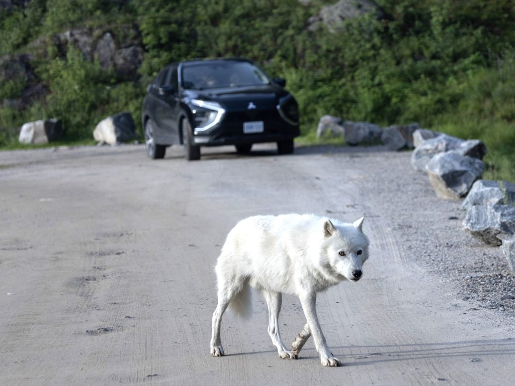 Le Parc Oméga récompensé pour le parcours « Roulez parmi les loups arctiques »