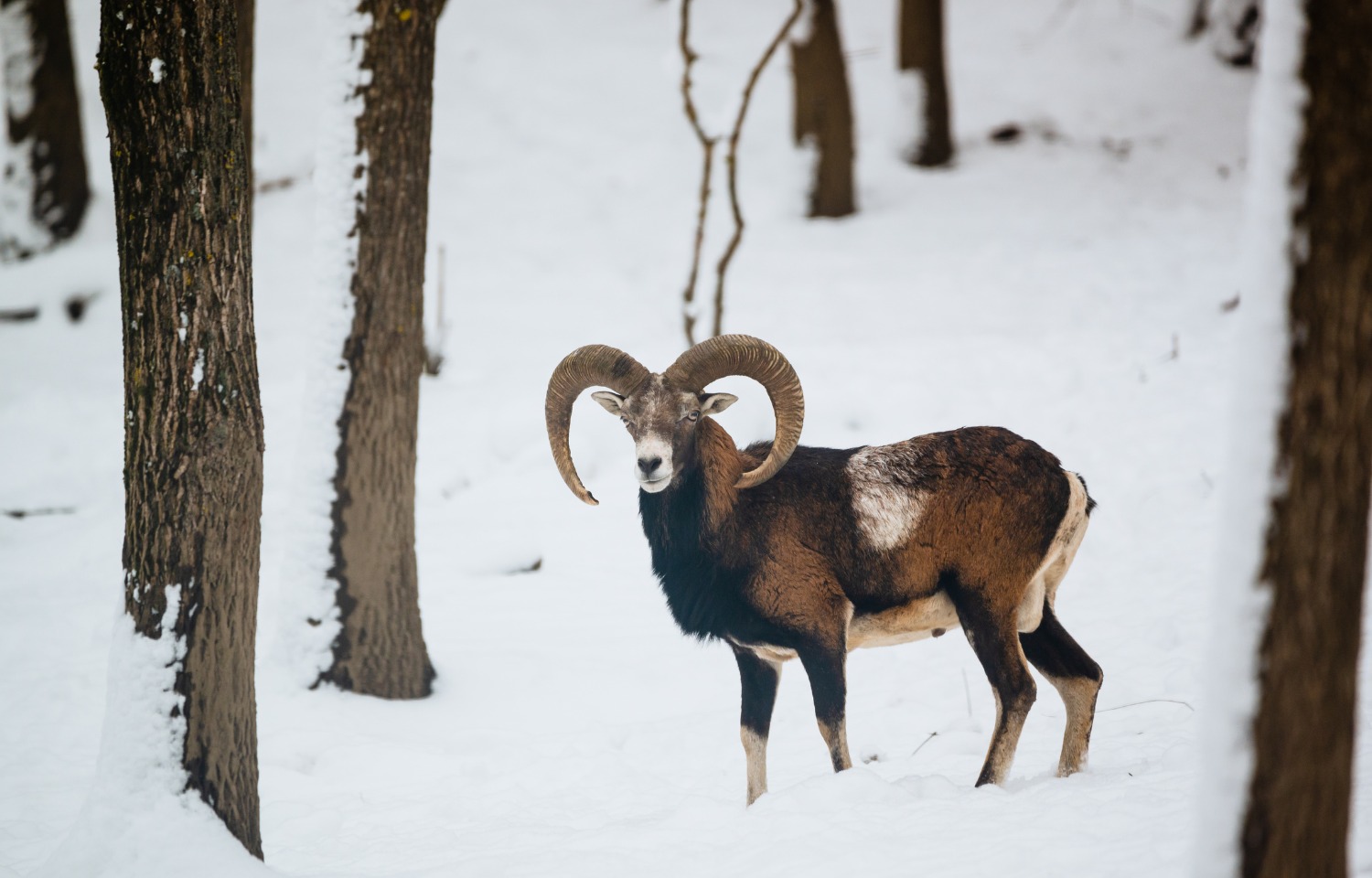 Parc Om ga apr s les loups s endormir au contact des cervid s